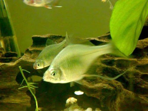 吃瓜的小鱼崽图片,揭秘吃瓜小鱼崽的趣味瞬间