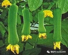 高密本地人吃瓜,本地人吃瓜指南揭秘