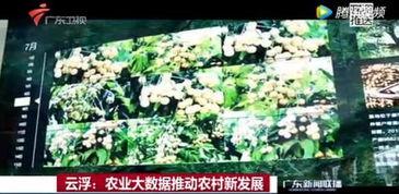 云浮头条新闻立夏,云浮市迎来丰收与活力盛景