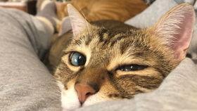 眼泪汪汪的网红猫,治愈心灵的温暖瞬间