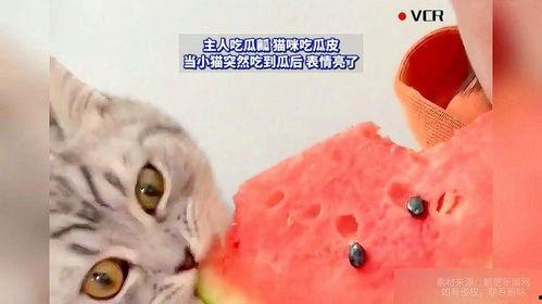 让猫吃的瓜,探索让猫咪爱不释口的瓜类美味