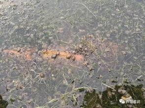 蟹塘怎么看吃料情况