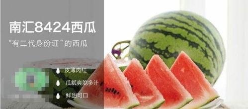 合格的吃瓜方法,掌握合格吃瓜技巧，畅享娱乐盛宴