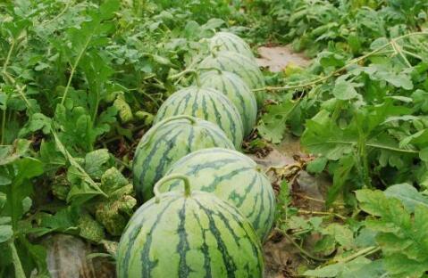 在地里找个蓝瓜吃,在地里邂逅那抹蓝瓜的清新滋味