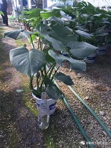 网红私人植物种植,打造你的绿色生态小天地