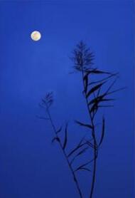 月明星稀道,探寻宇宙奥秘的璀璨之旅