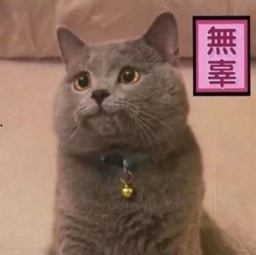 网红猫咪灰色系,网红猫咪灰色系的独特风采