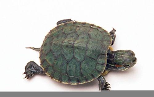 微头条乌龟图片,探寻自然和谐之美