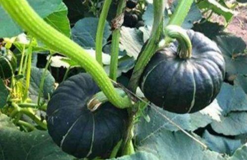 刚刚满月可以吃小瓜吗