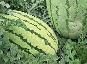 新疆粟瓜怎么吃,解锁美味新体验