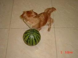 狗吃贝贝瓜,揭秘狗儿对贝贝瓜的疯狂喜爱