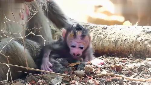 网红幸运猴儿图片,网红魅力引爆网络