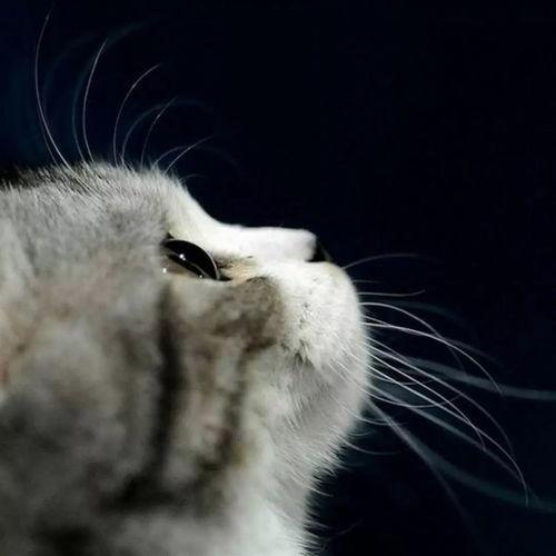 娱乐吃瓜猫作品原声