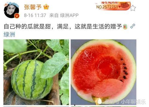 娱乐新鲜事吃瓜